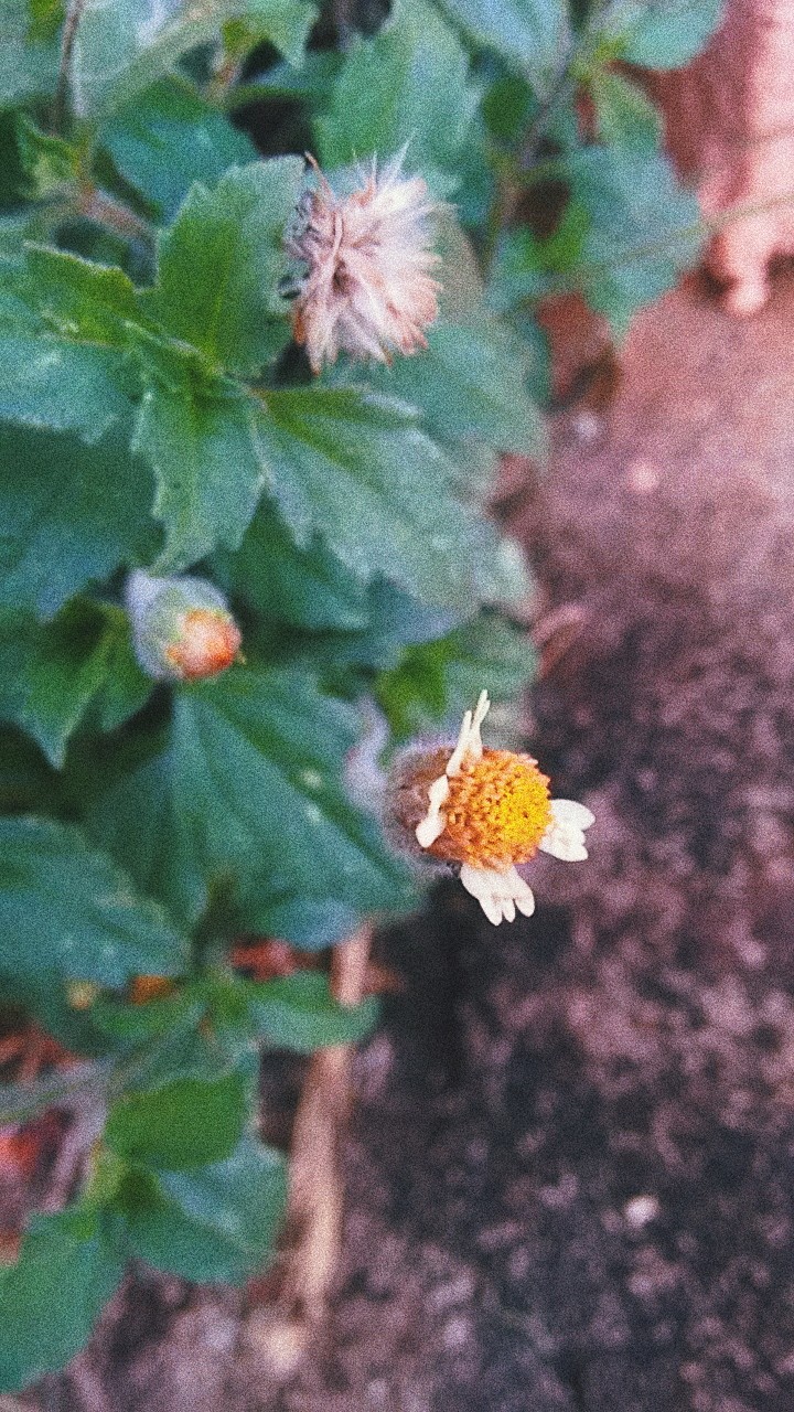 little