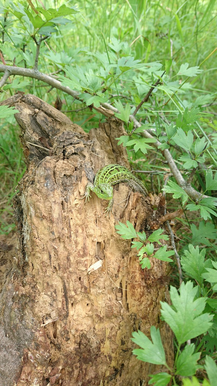 A  nice forest lizard