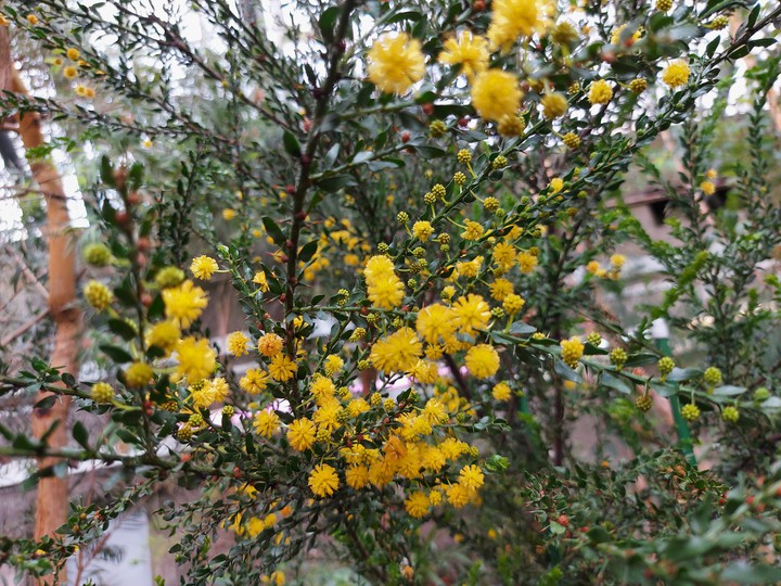 yellow flowers