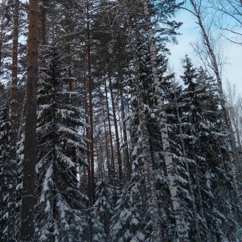 чудо-лес