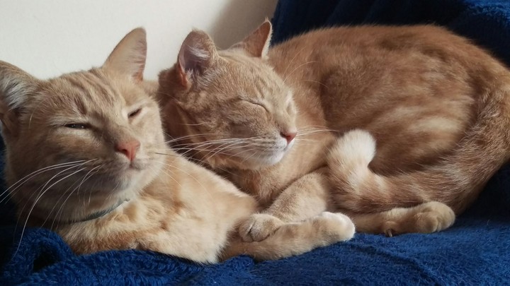 Lewis and Cajun