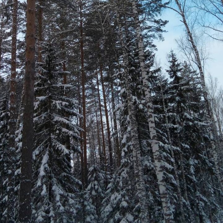 чудо-лес