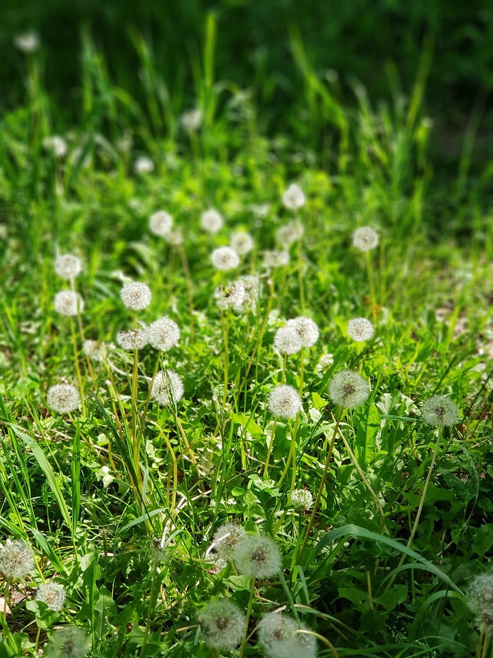 dandelion
