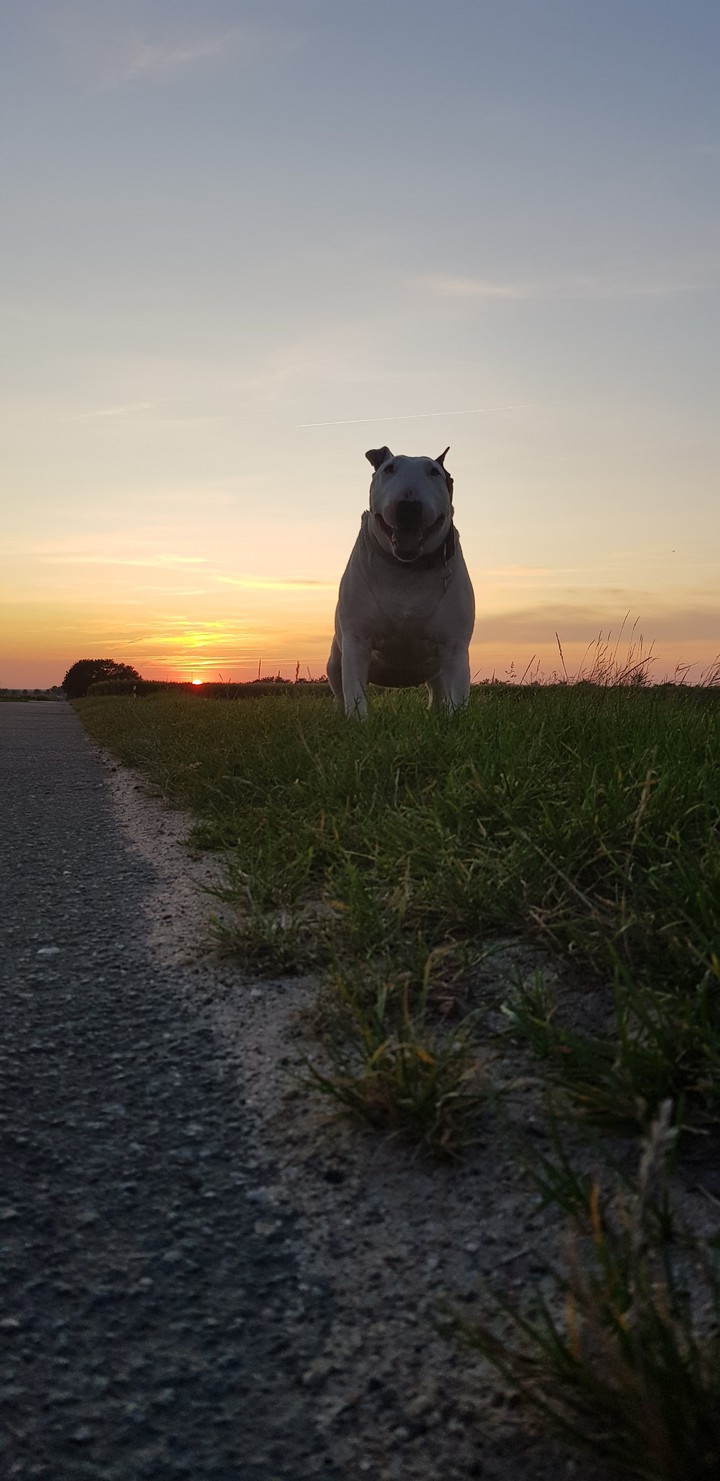 Bullterrier