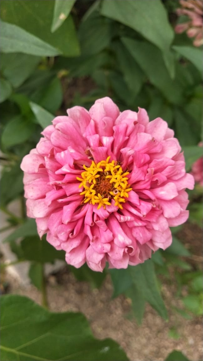 nature