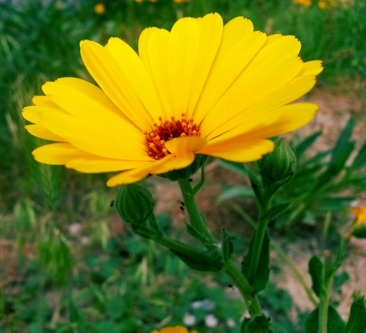 flower