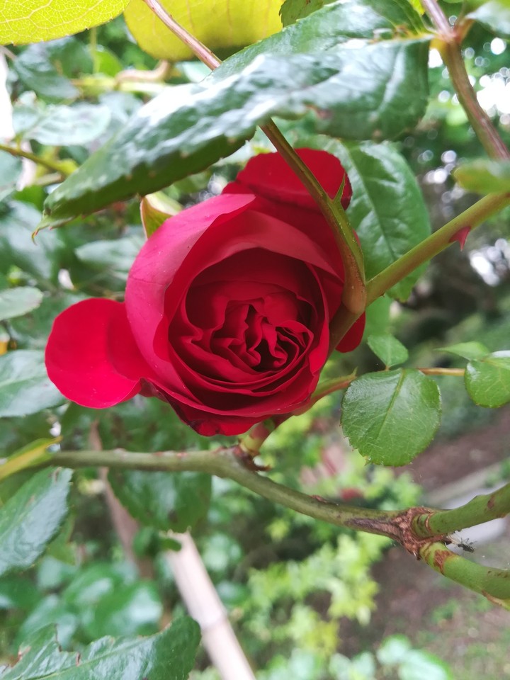 A little rose 