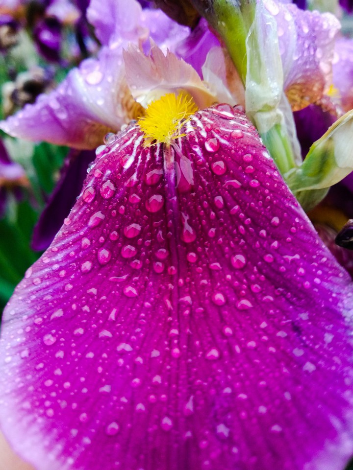 flowers