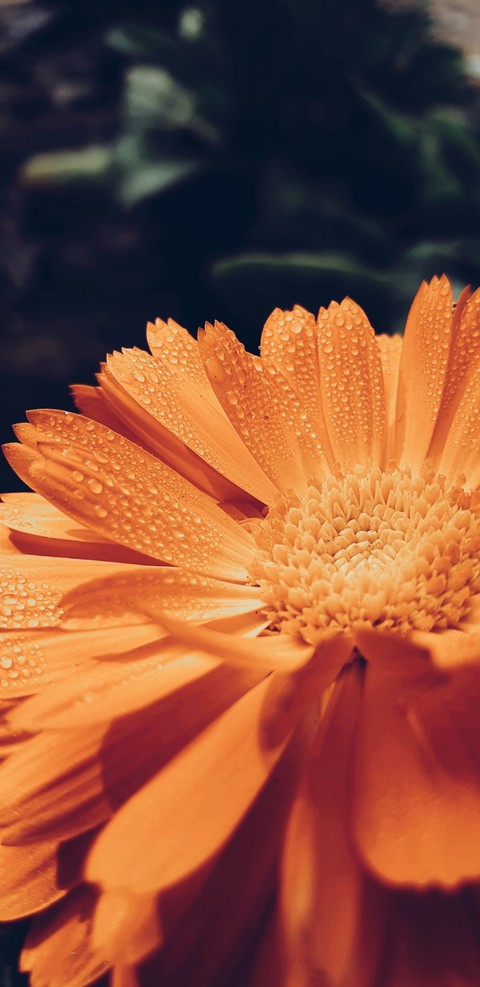 Orange flower