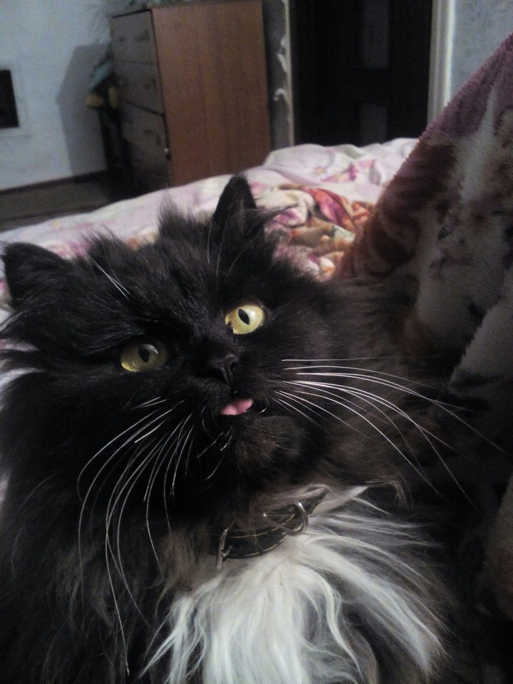 котя