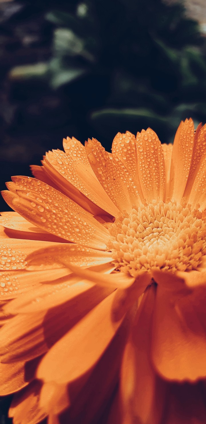 Orange flower