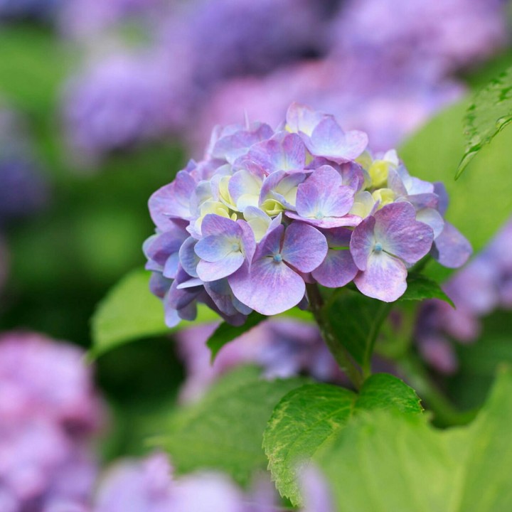 hydrangea