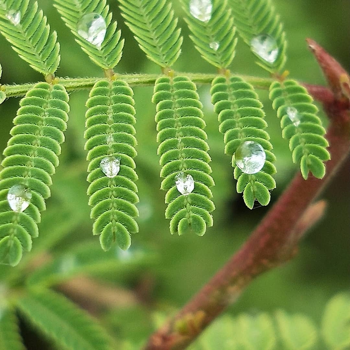 Nature Beauty