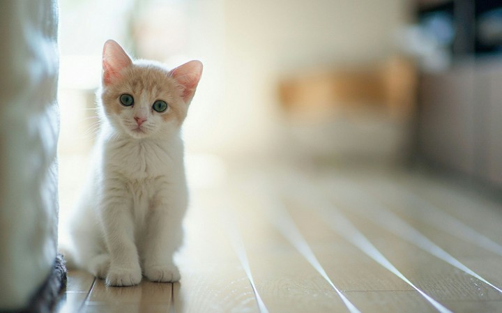Hello?!