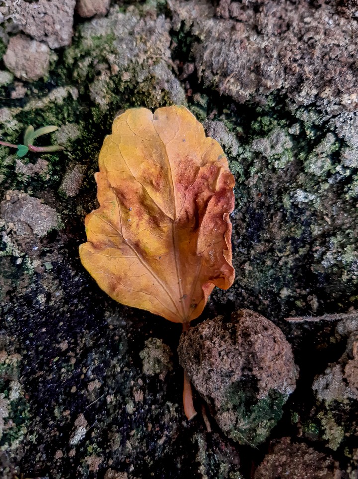 fallen leaf