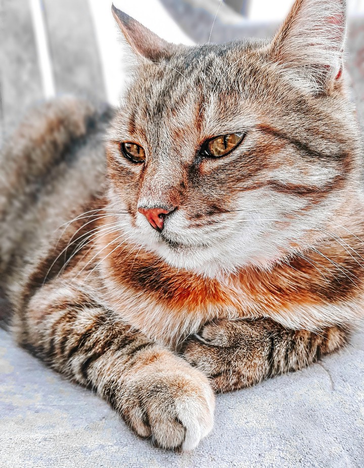 cat