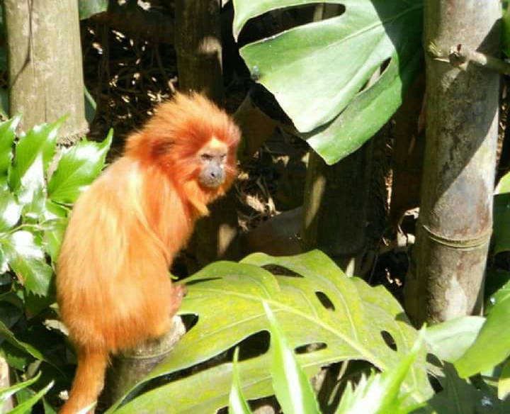 monkey