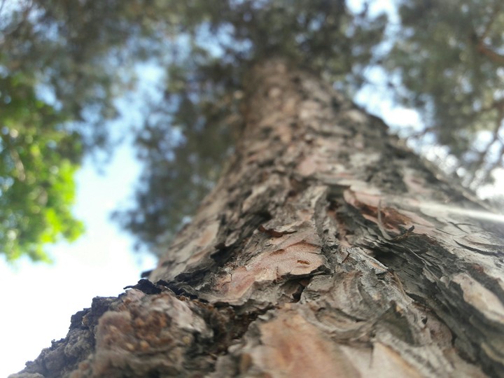 #tree