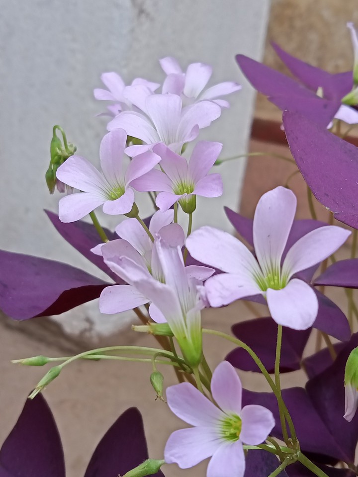 oxalis