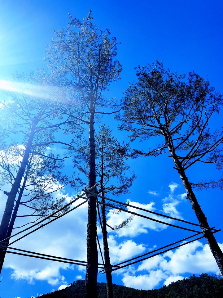 tree Angle
