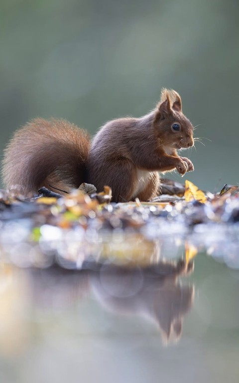 ταπετσαρίες snout, Squirrel