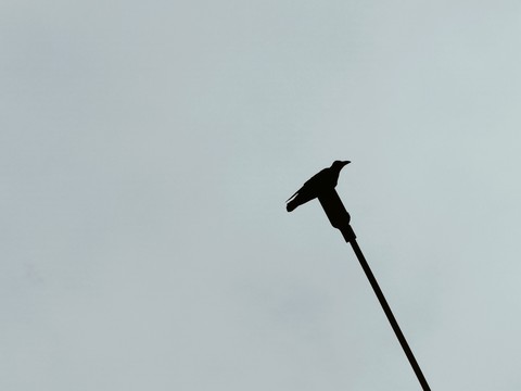 crow