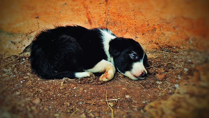An animal's eyes have the power to speak a great language.