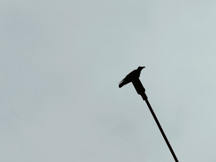 crow