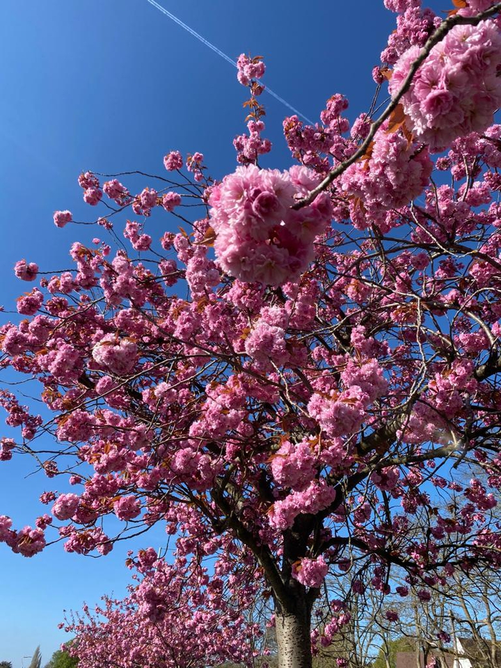 Cherry blossom