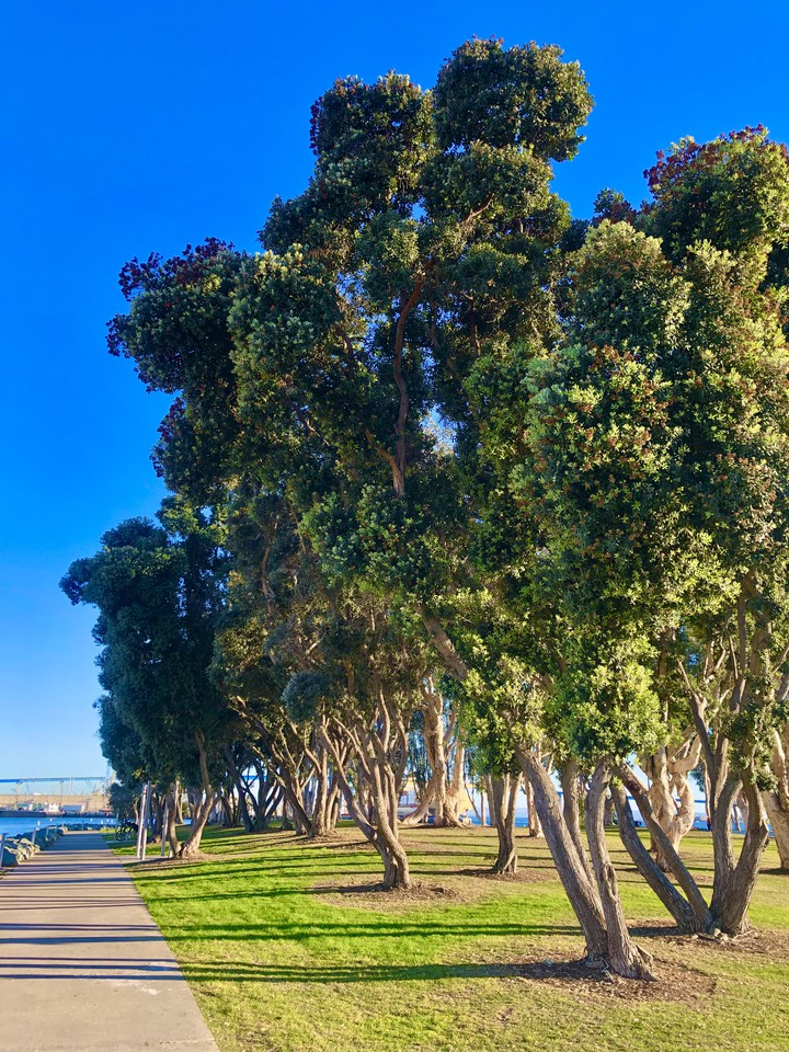 New Port Village