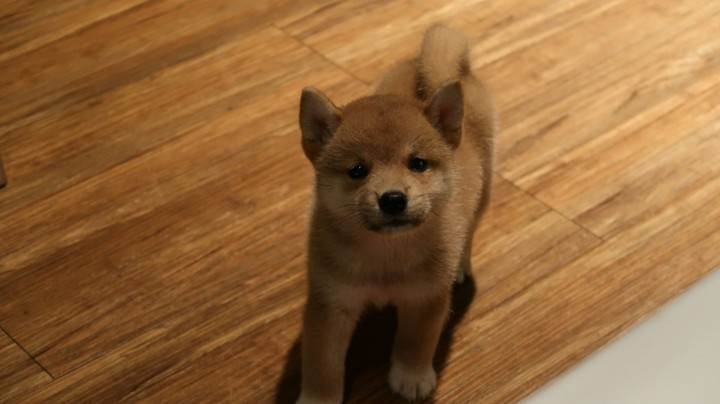 shiba inu