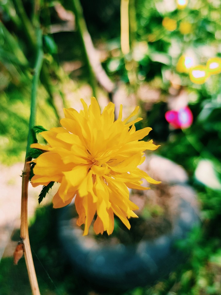 Little sun