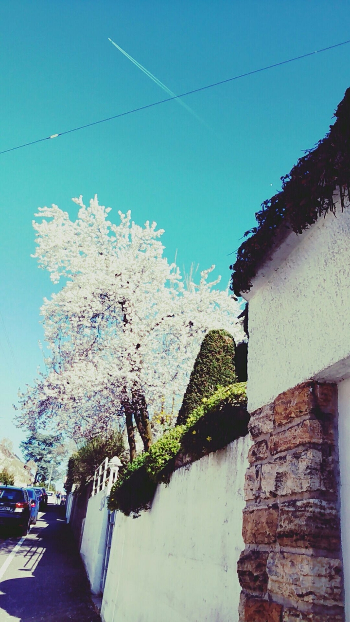 tree in a street