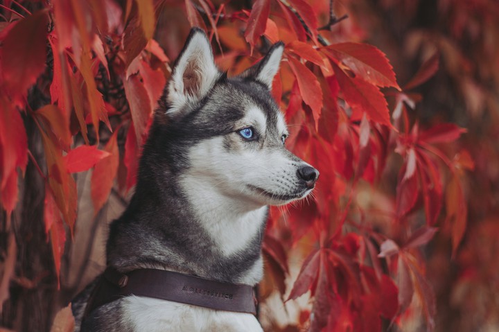➰... Husky...➰