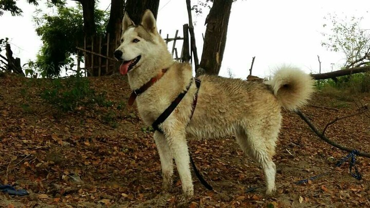 Yena
