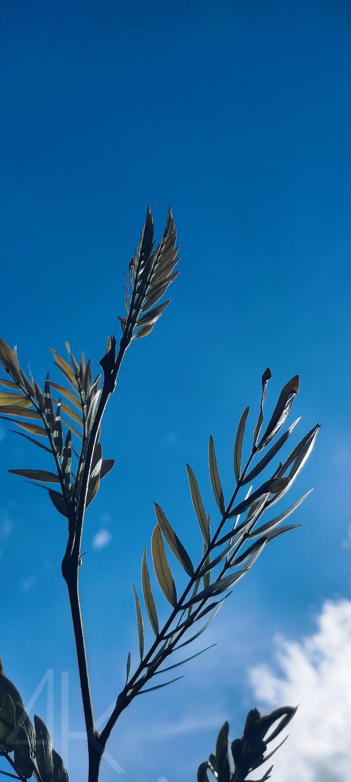 leaf