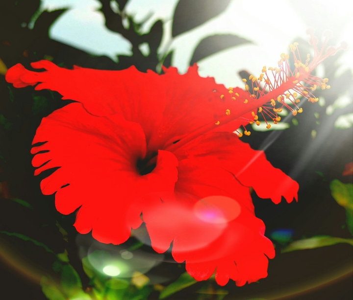 China Rose