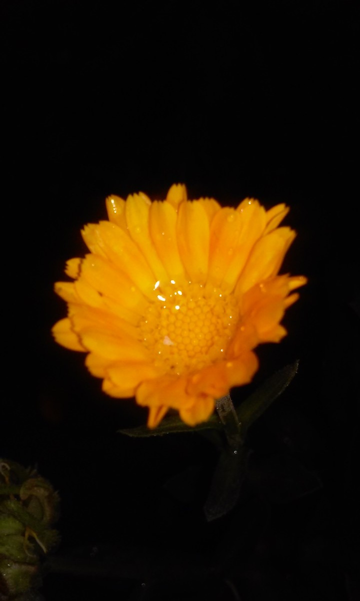 yellow flower