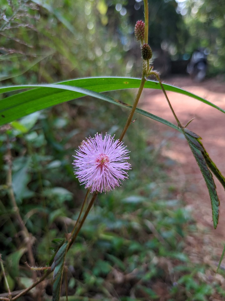 Beauty of a Flower