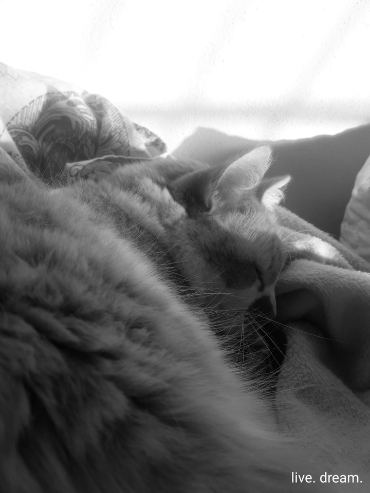 zari cat
