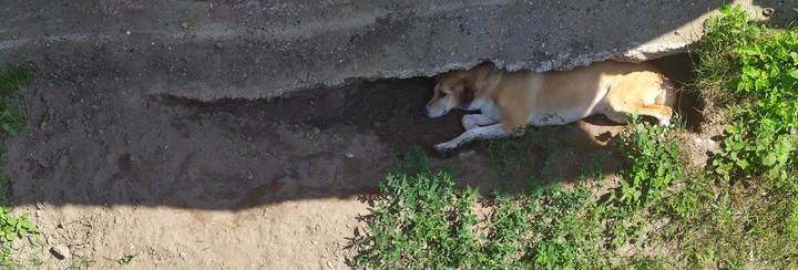 PANO