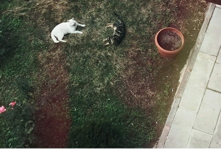 cat.