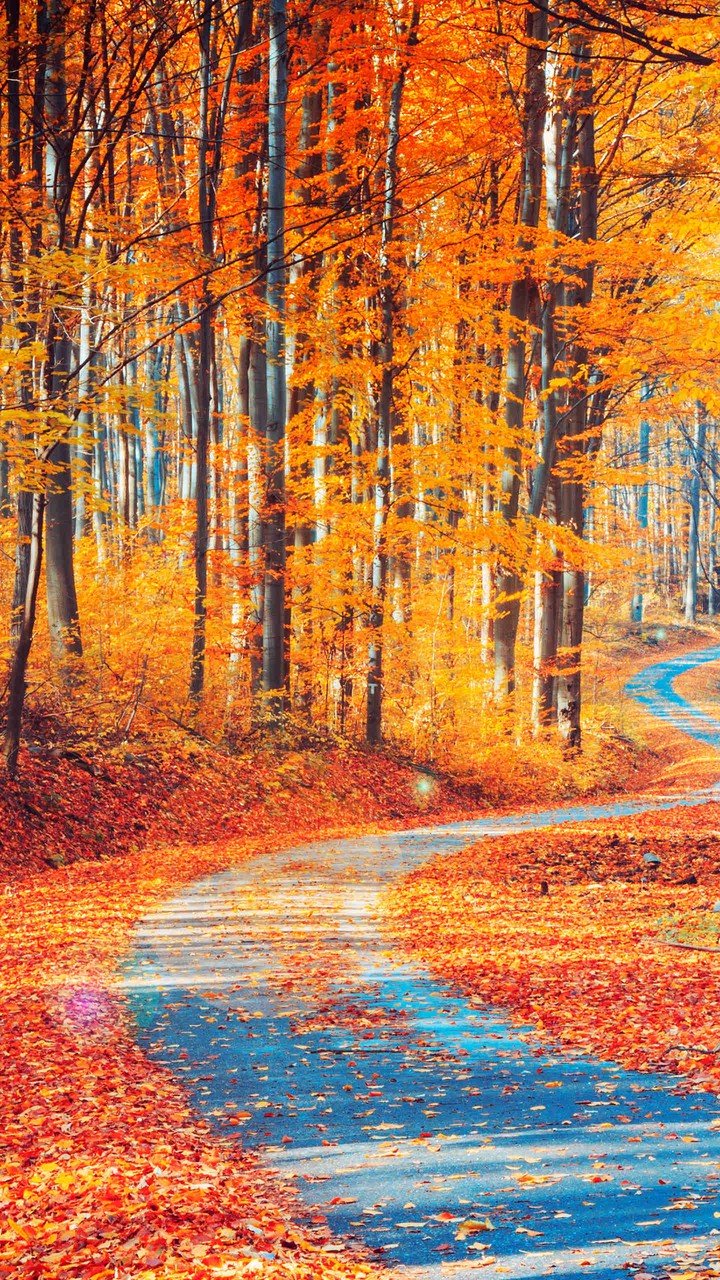 forest