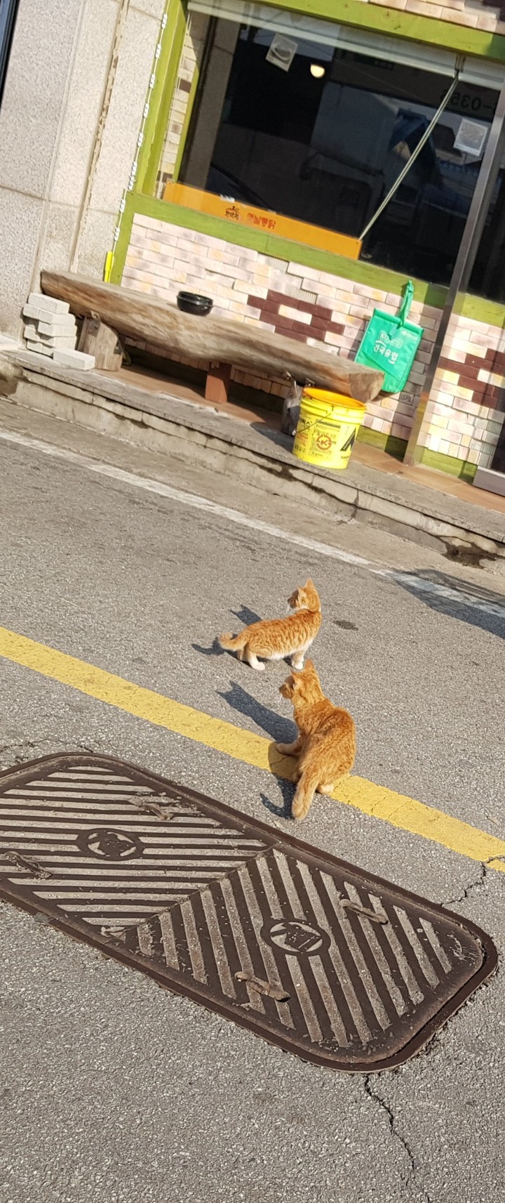 cat