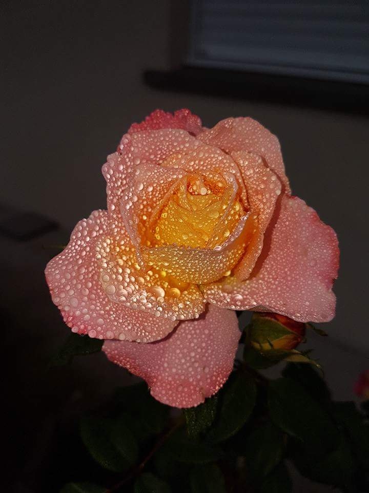 Water drops on a rose