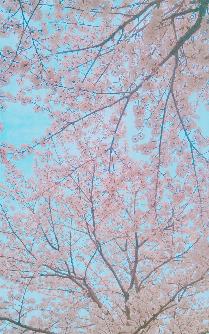 pink cherry blossom
