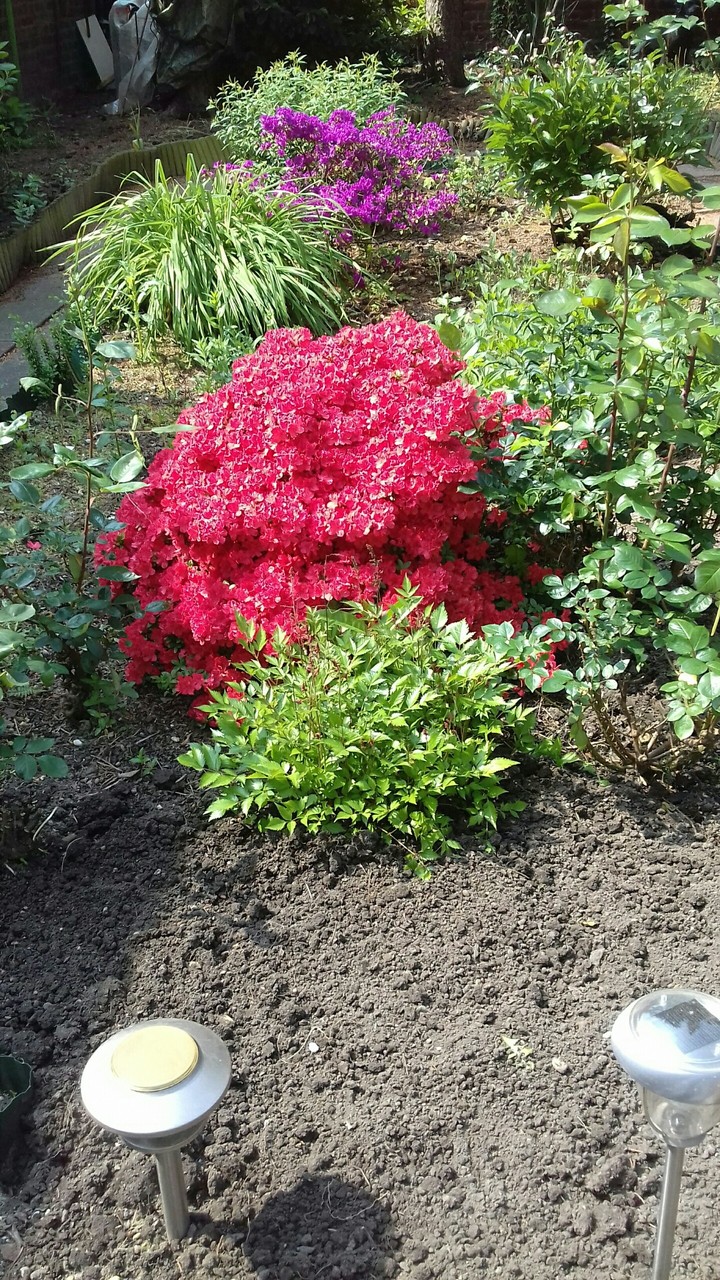 Mein Garten