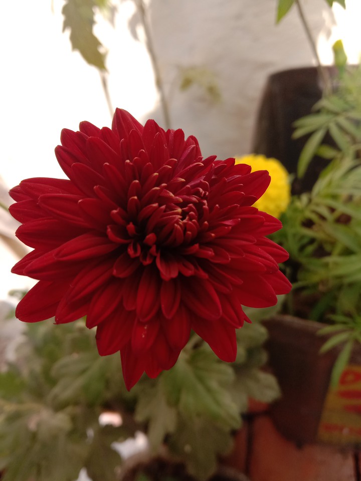 beautiful flower