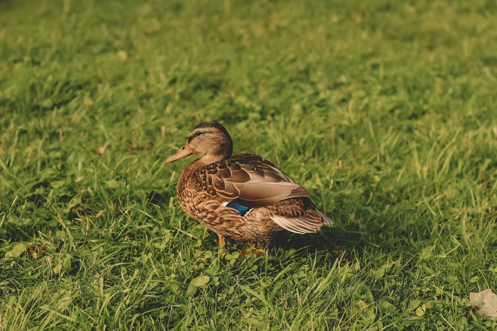 Ducks