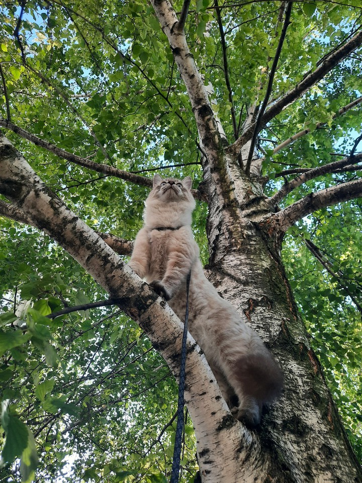 Кот на берёзе